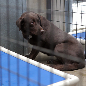 Una perra traumatizada y el preso que logró su rehabilitación 