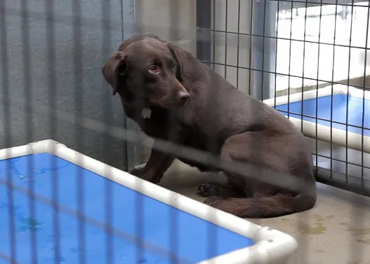 Una perra traumatizada y el preso que logró su rehabilitación 