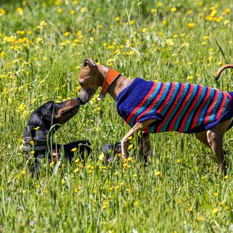 ¿Cómo afecta a los perros, en la práctica, el que …