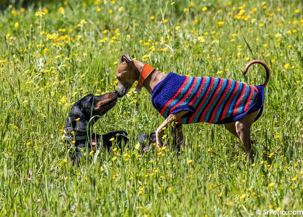 ¿Cómo afecta a los perros, en la práctica, el que ahora sean legalmente “seres sintientes”?
