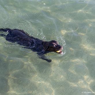 Sí a los perros en la playa