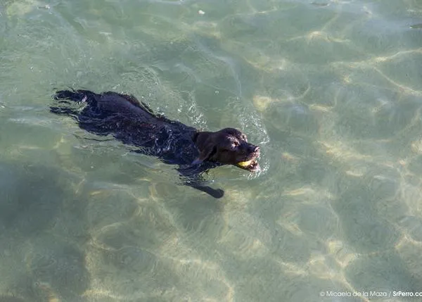 Sí a los perros en la playa