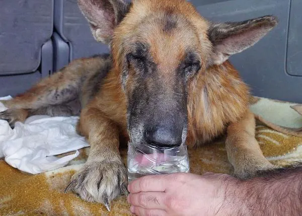 Equalia y Abrazo Animal rescatan a siete perros de la finca de los horrores en Murcia