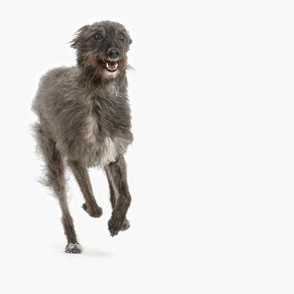 Los muchos nombres de una perra estrella de la TV …