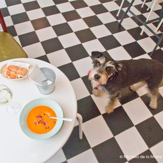 ¿Se puede ir de tapas con un perro en Andalucía …