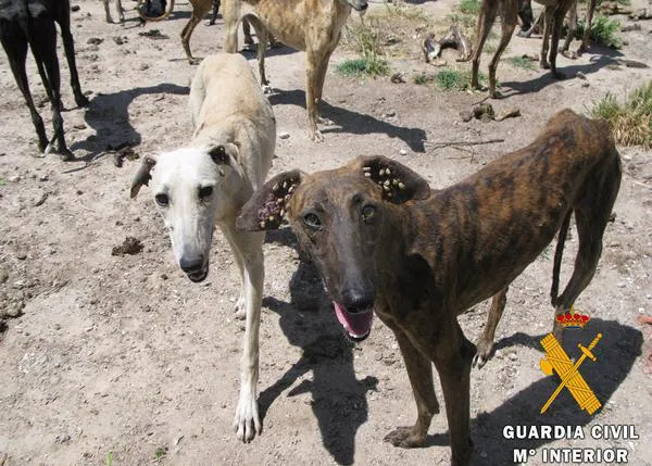 EL PSOE quiere dejar fuera de la futura Ley de Protección Animal a todos los perros de caza y de trabajo