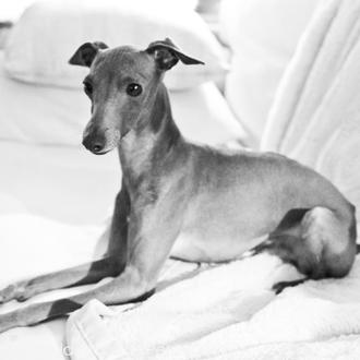 SrPerro con Flo, un Galgo Italiano bello, alocado y cariñoso