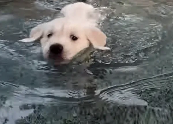 Terapia perruna anti-marrones: cachorros de Golden Retriever aprendiendo a nadar... ohhhhh