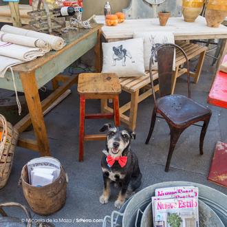 Paseos con estilo canino en DecorAccion 2014: para ver, comprar …