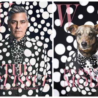 Los canes más fashion: perros de protectora se convierten en …