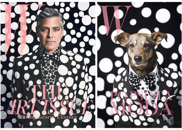 Los canes más fashion: perros de protectora se convierten en top models, por una buena causa