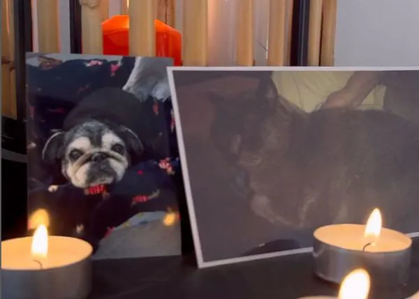 El precioso homenaje de la Protectora de Melilla a los animales difuntos: una celebración de Halloween solidaria