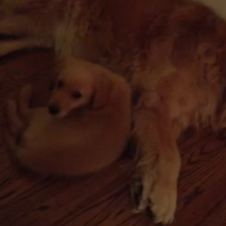 ¿Con qué sueñan los perros? Un cachorrito de Golden y …
