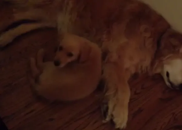 ¿Con qué sueñan los perros? Un cachorrito de Golden y las pesadillas de su amigo grande