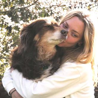 Finn, el compi perruno de la actriz Amanda Seyfried, ¡¡cumple …