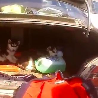 Denuncian la importación ilegal de cachorros a UK de cara …