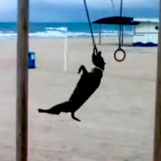Operación Biquini - Perruno
