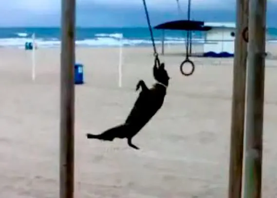 Operación Biquini - Perruno