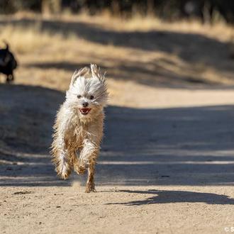 Protectoras presentando las uvas con Chenoa, una nueva serie perruna …