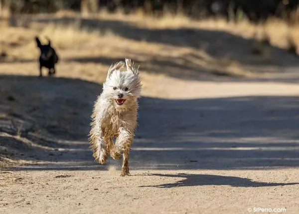 Protectoras presentando las uvas con Chenoa, una nueva serie perruna en Netflix y otras grandes novedades de la Navidad :-)