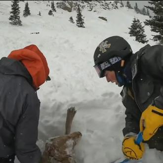 Un perro atrapado bajo la nieve tras una avalancha, rescatado …