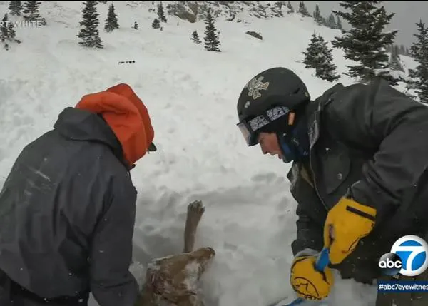 Un perro atrapado bajo la nieve tras una avalancha, rescatado por varios esquiadores