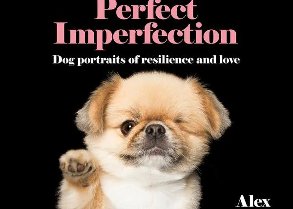 La belleza de los perros que son imperfectamente perfectos: la fotografía solidaria de Alex Cearns