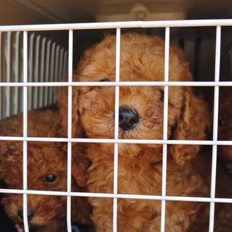 56 cachorros de raza intervenidos por los Mossos (y la …