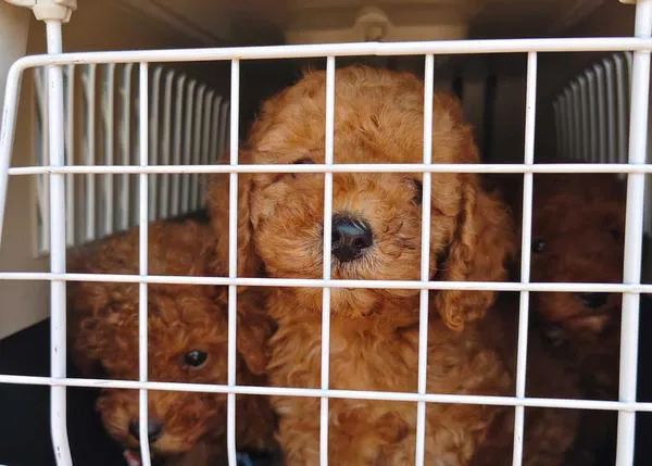 56 cachorros de raza intervenidos por los Mossos (y la infalible oleada de peticiones de adopción)