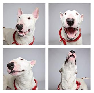 La fotografía profesional, gran baza para fomentar las adopciones de …