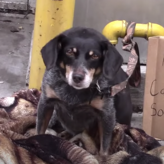 Experimentos sociales con perros que no dejan en muy buen …