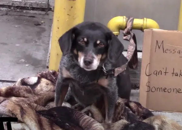 Experimentos sociales con perros que no dejan en muy buen lugar a los humanos