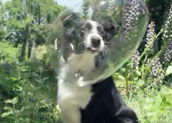 La energía feliz de los canes: cuatro anuncios perrunos que ponen de excelente humor