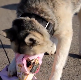 A los perros, ¿les gusta recibir regalos? Rabillos felices en …
