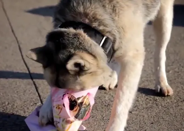 A los perros, ¿les gusta recibir regalos? Rabillos felices en una protectora...