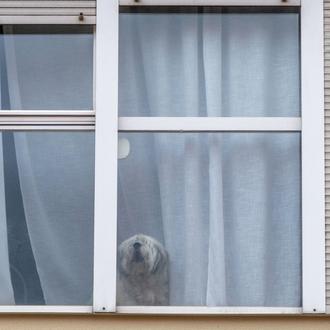 Más del 99% de los perros tienen 