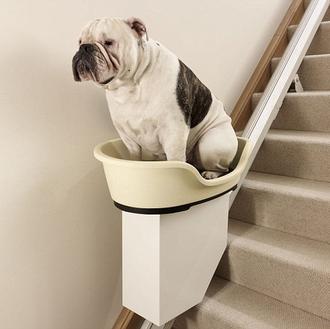 Obesidad canina, un serio problema a evitar