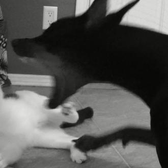 Habrá aventuras de Sugar Tree -Doberman- y Pancake, -gatito-, para …