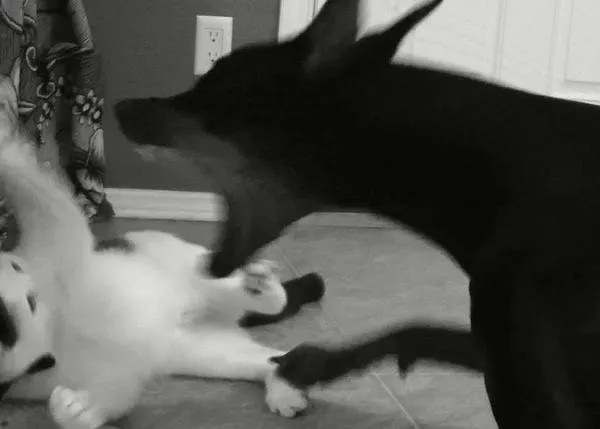 Habrá aventuras de Sugar Tree -Doberman- y Pancake, -gatito-, para rato 
