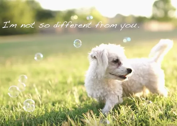 Un vídeo muy GUAU nos anima a querer lo diferente, a un perro con discapacidad o una persona