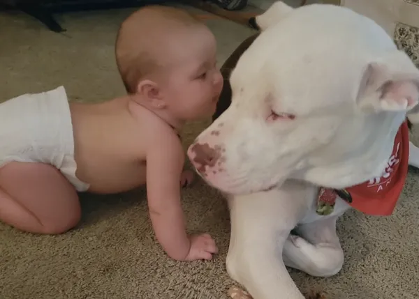 El perro abandonado y recién adoptado que salvó la vida de su pequeño humano: el héroe de #RemembermeThursday