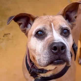 Adoptar a un perro, sacarlo de una jaula, es maravilloso …