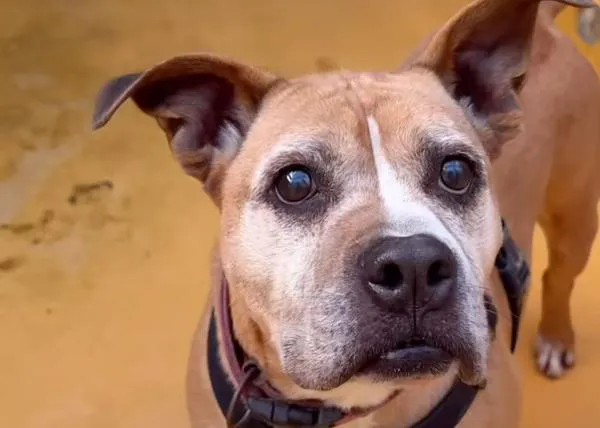 Adoptar a un perro, sacarlo de una jaula, es maravilloso 
