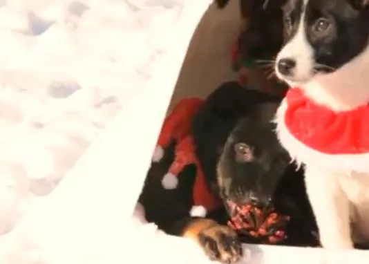 Paseo por la nieve con unos cachorritos: ¡viva el invierno!