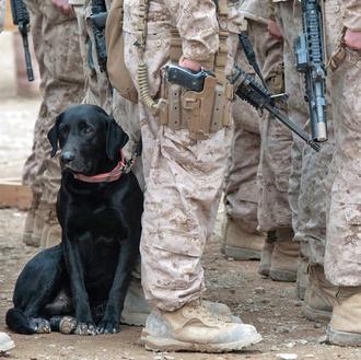 Los héroes caninos de EEUU: Los perros soldado