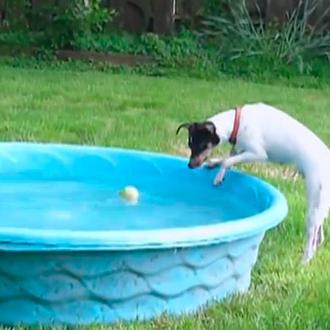 La historia del bodeguero cuidadoso y la pelota, un vídeo …