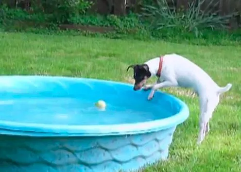 La historia del bodeguero cuidadoso y la pelota, un vídeo impagable