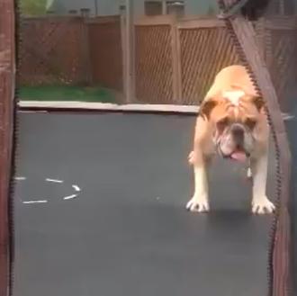 Mudd, un Bulldog Inglés saltarín y feliz, en acción