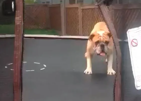 Mudd, un Bulldog Inglés saltarín y feliz, en acción