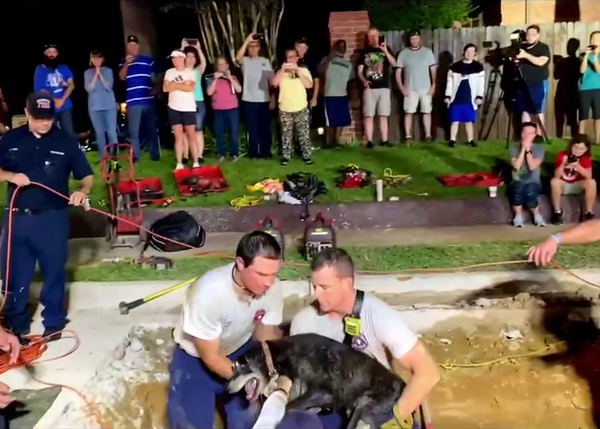 Tras 10 horas trabajando, los bomberos logran rescatar a una perra viejita atascada en un desagüe